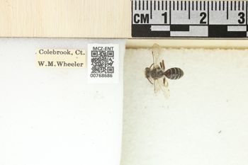 Media type: image;   Entomology 768686 Aspect: Labels